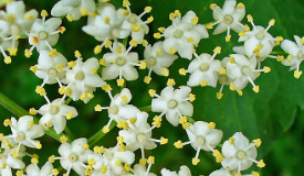 Sambucus nigra